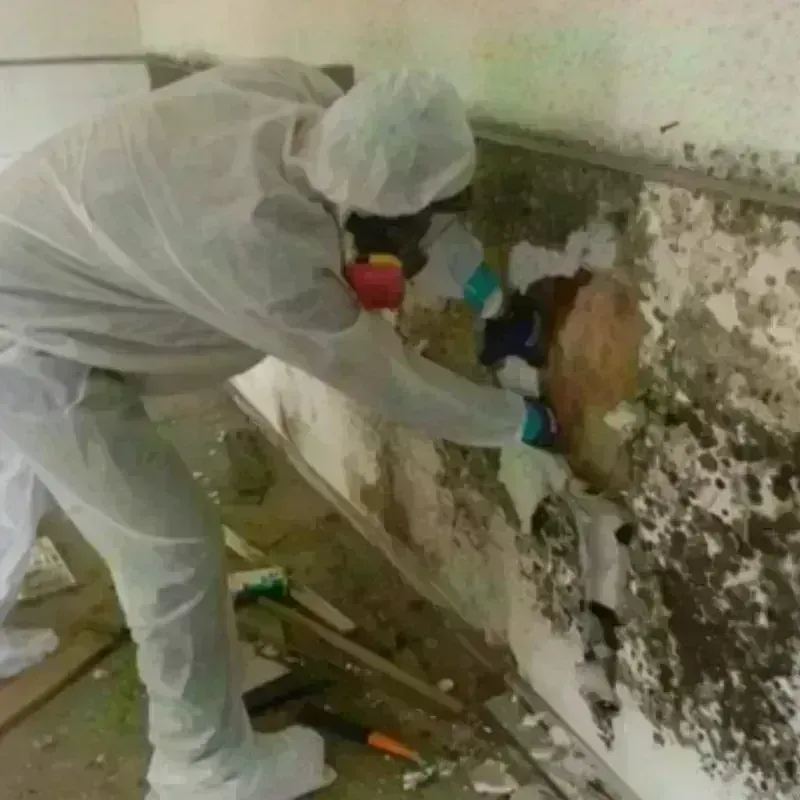 Mold Remediation and Removal in Schoharie, NY